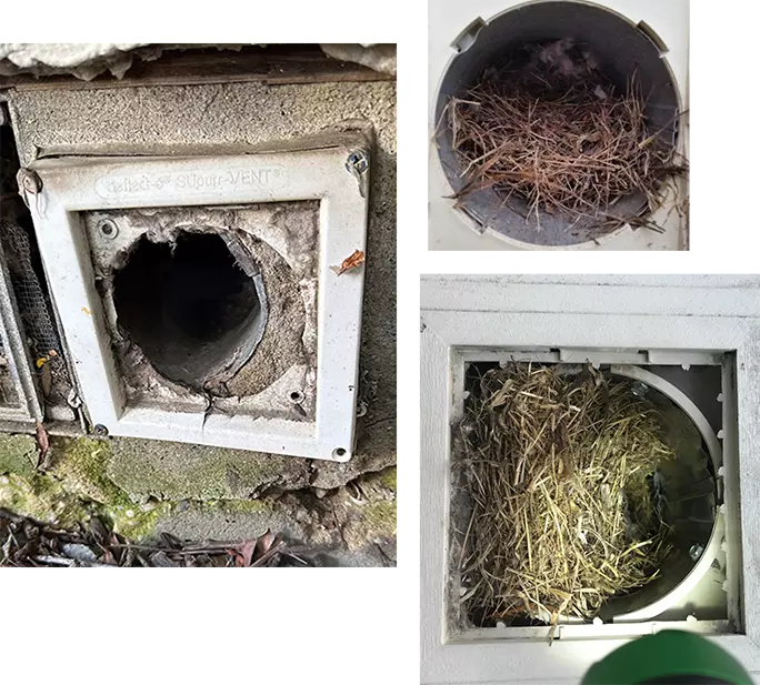 Bird Nest Removal